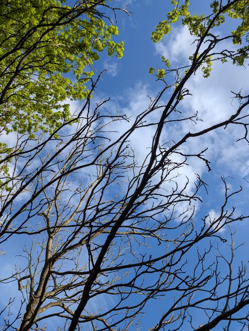 Free Contrasting trees with leafy green and bare branches reaching into the blue sky. Stock Photo