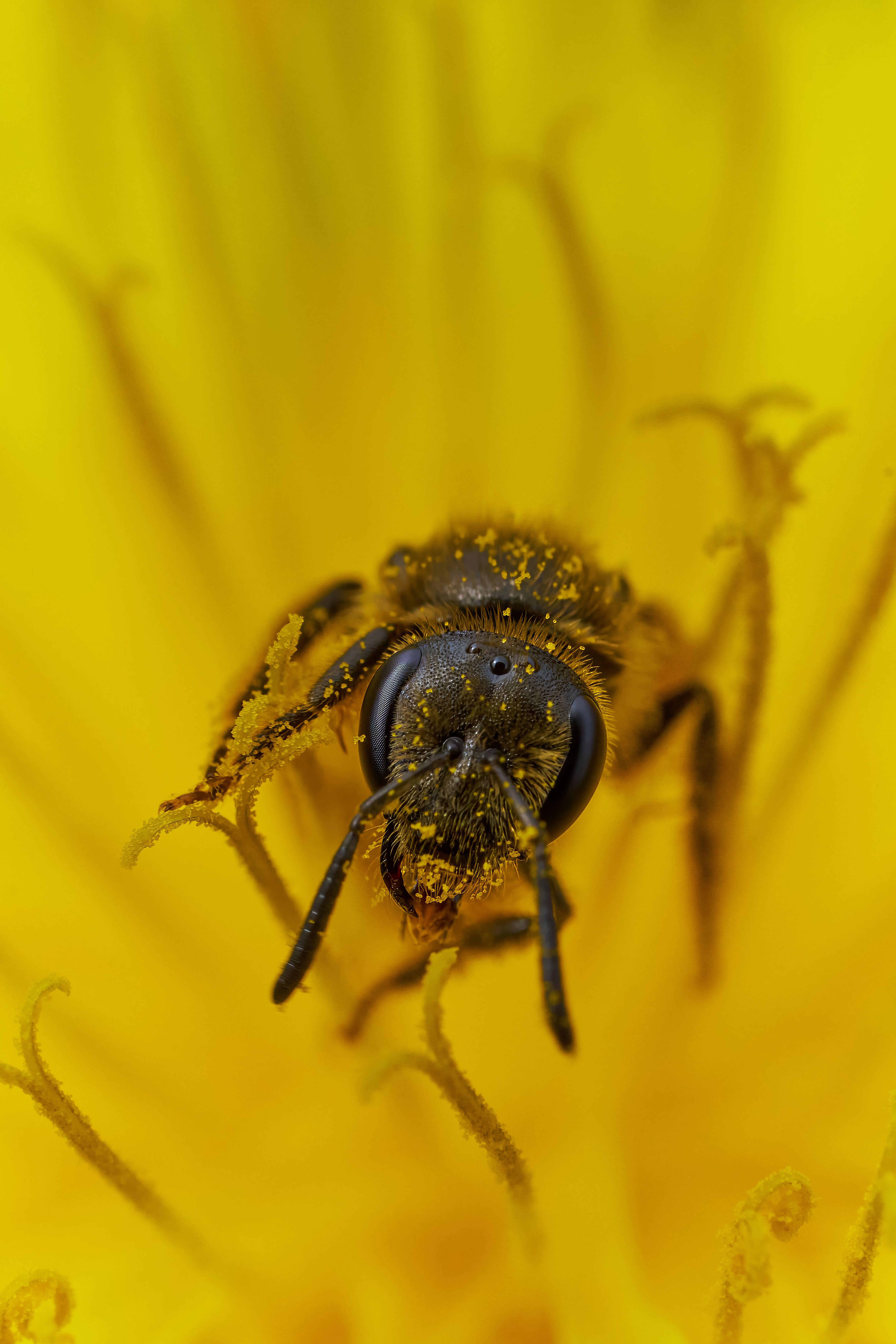 Gratuit Fotografie macro a unei albine acoperite de polen, polenizând o floare galbenă vibrantă. Fotografie de stoc