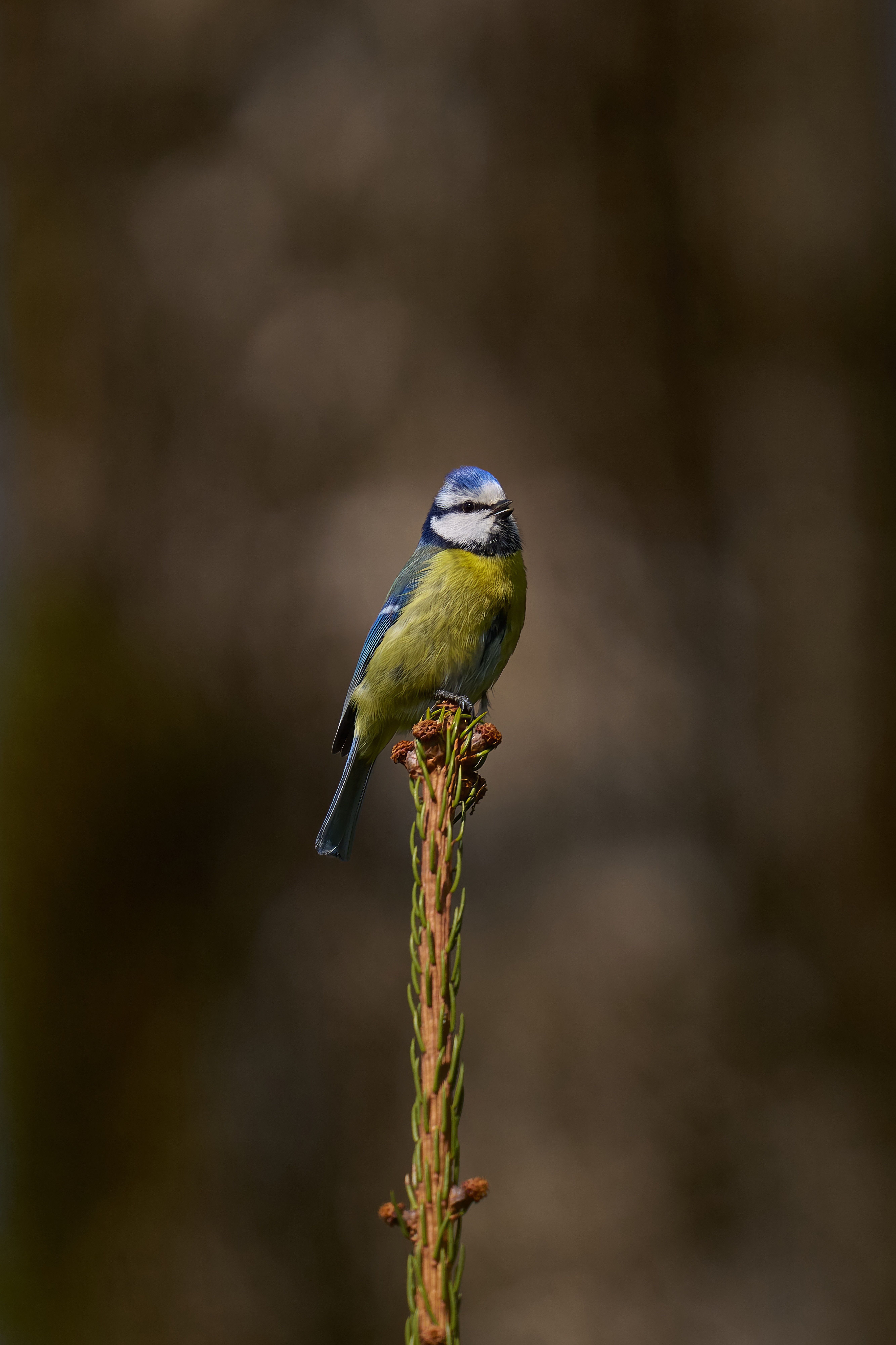 Fotomural Vibrante herrerillo azul posado tranquilamente en una rama, mostrando su plumaje vívido en un entorno exterior sereno.
