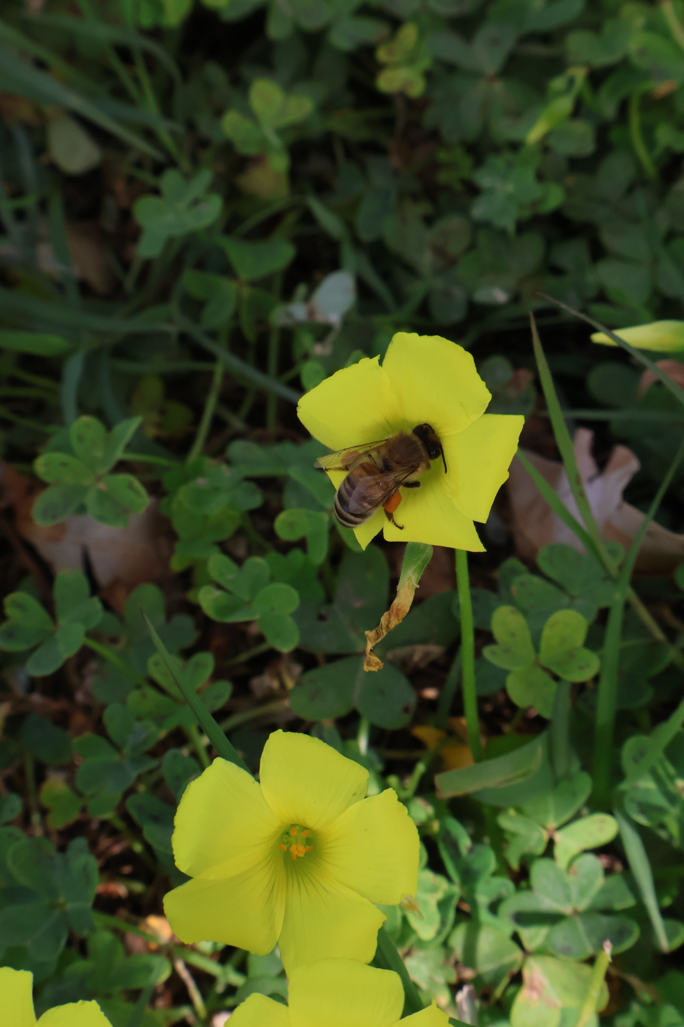 Fotomural Primer plano de una abeja polinizando una flor silvestre amarilla en un campo verde exuberante.