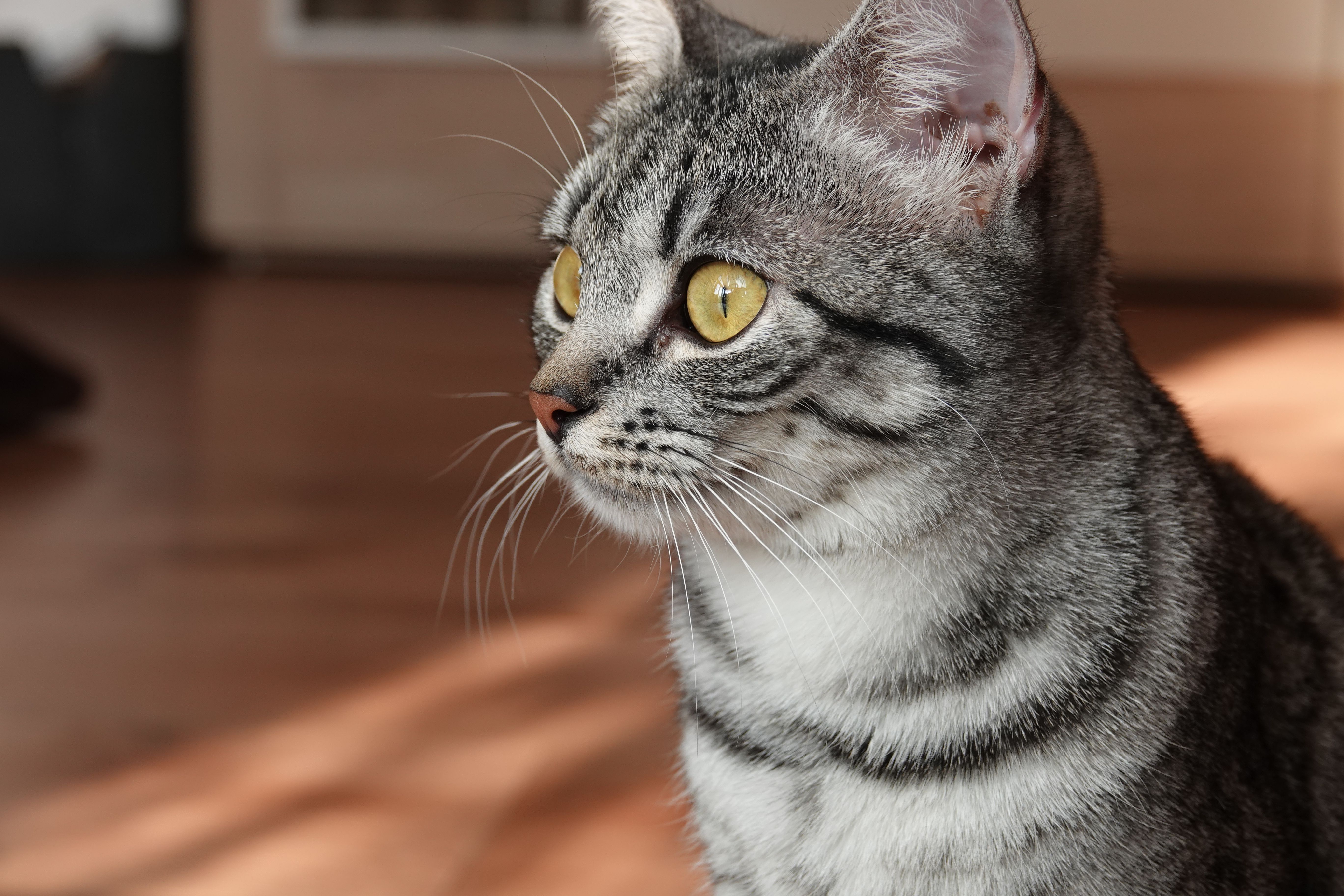 Close-up of a Tabby Cat with Striking Yellow Eyes · Free Stock Photo