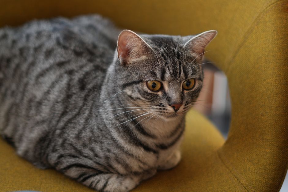 Au jeu — Visite à domicile pour animaux à Soyons