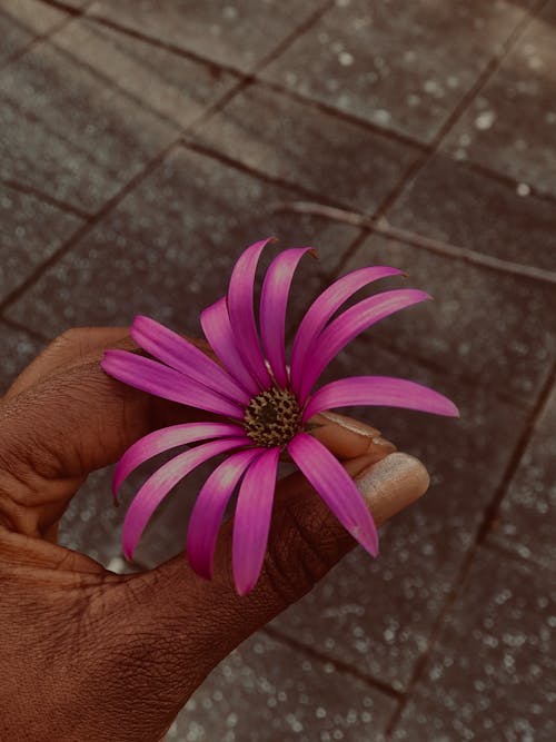 Free stock photo of beautiful flower, black hands, dublin