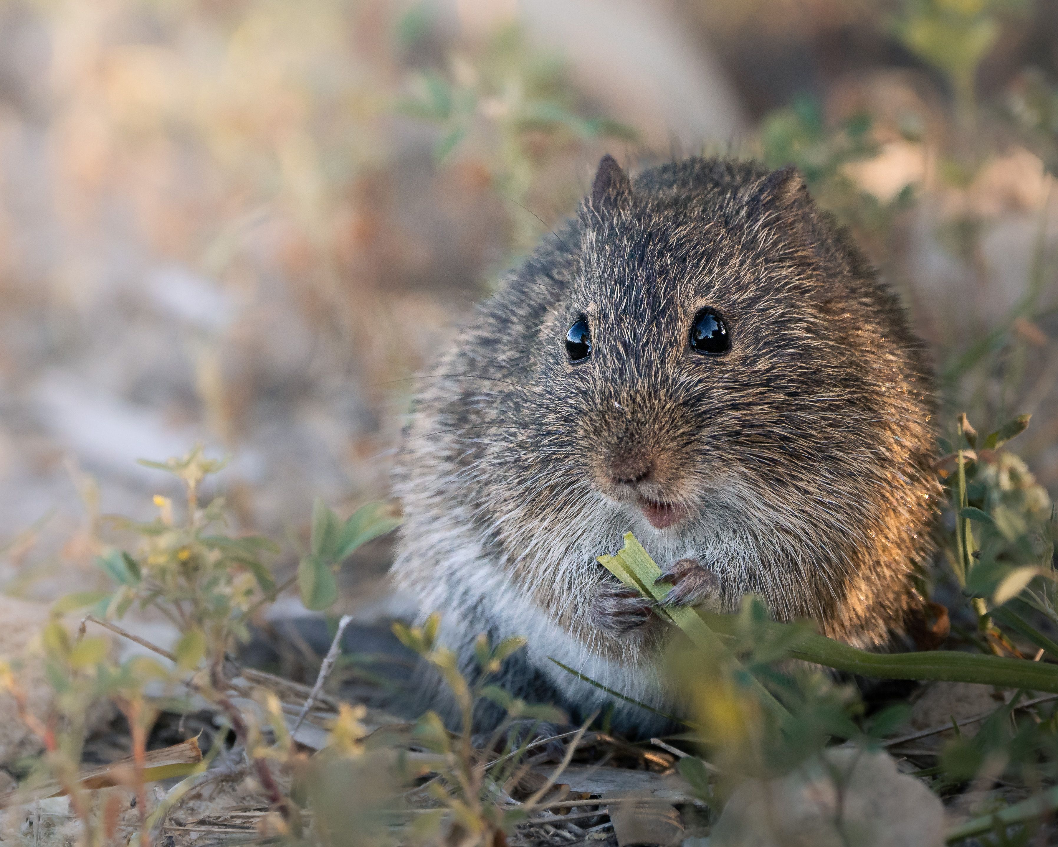 Close-up of a Cactus Mouse in Natural Habitat · Free Stock Photo