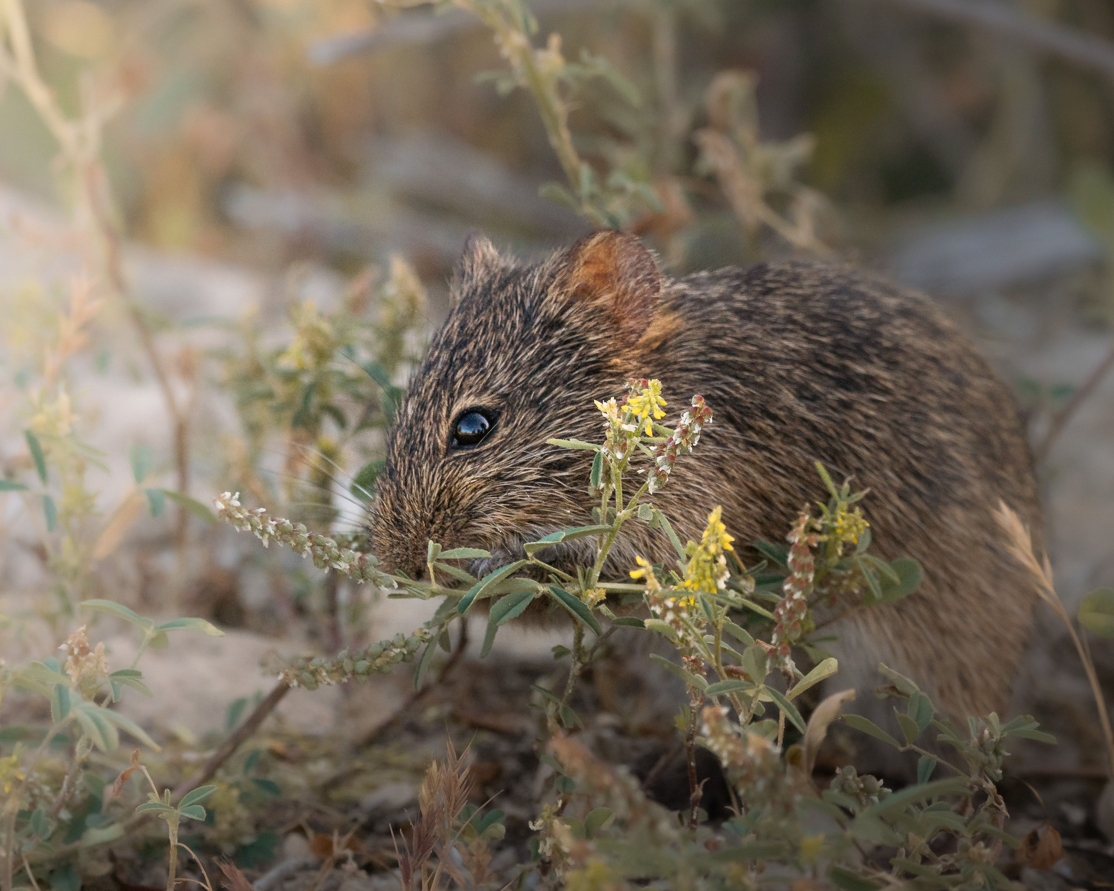 Close-up of a Small Rodent in Natural Habitat · Free Stock Photo
