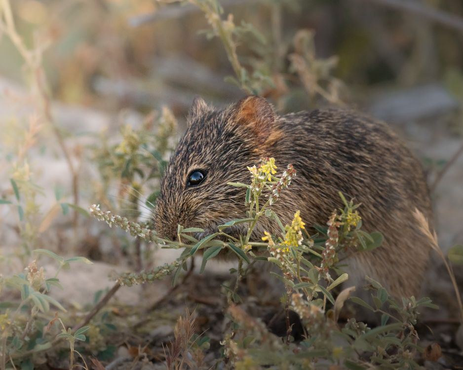 Rodent Habitat Module Close-up of a Small Rodent in Natural Habitat · Free Stock Photo