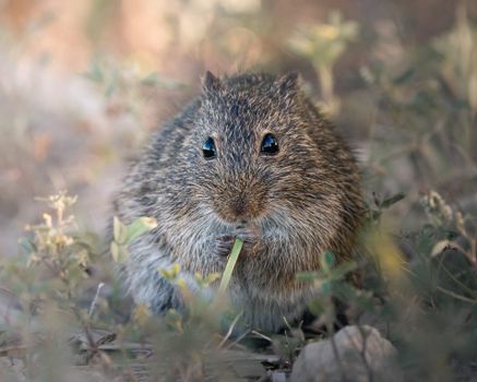 hamster photo