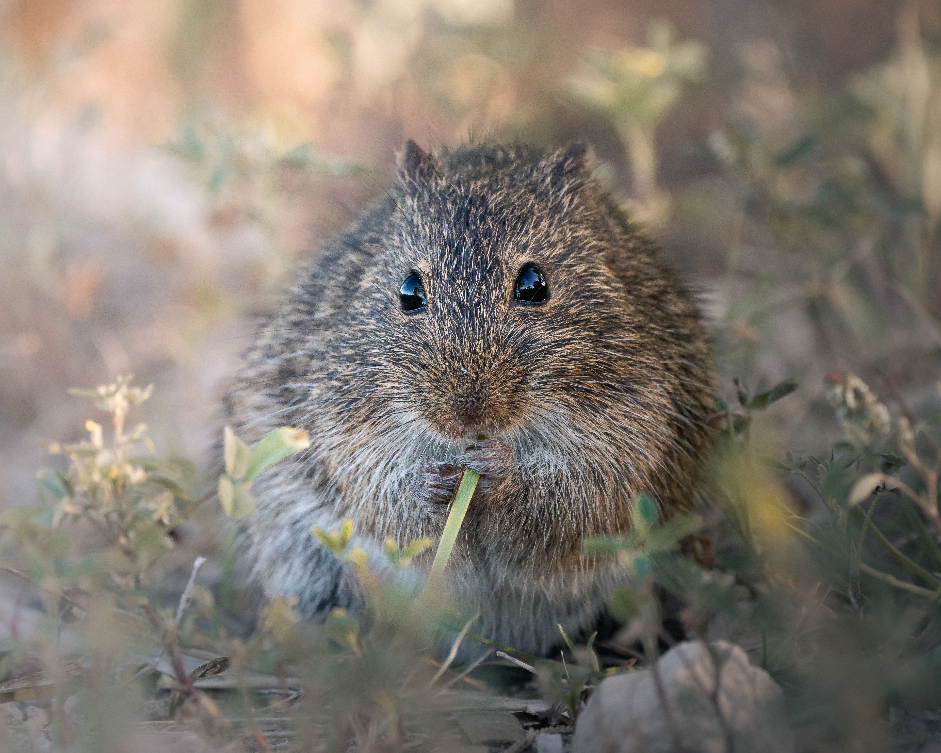 Close-up of a Wild Rodent Eating Grass Outdoors · Free Stock Photo
