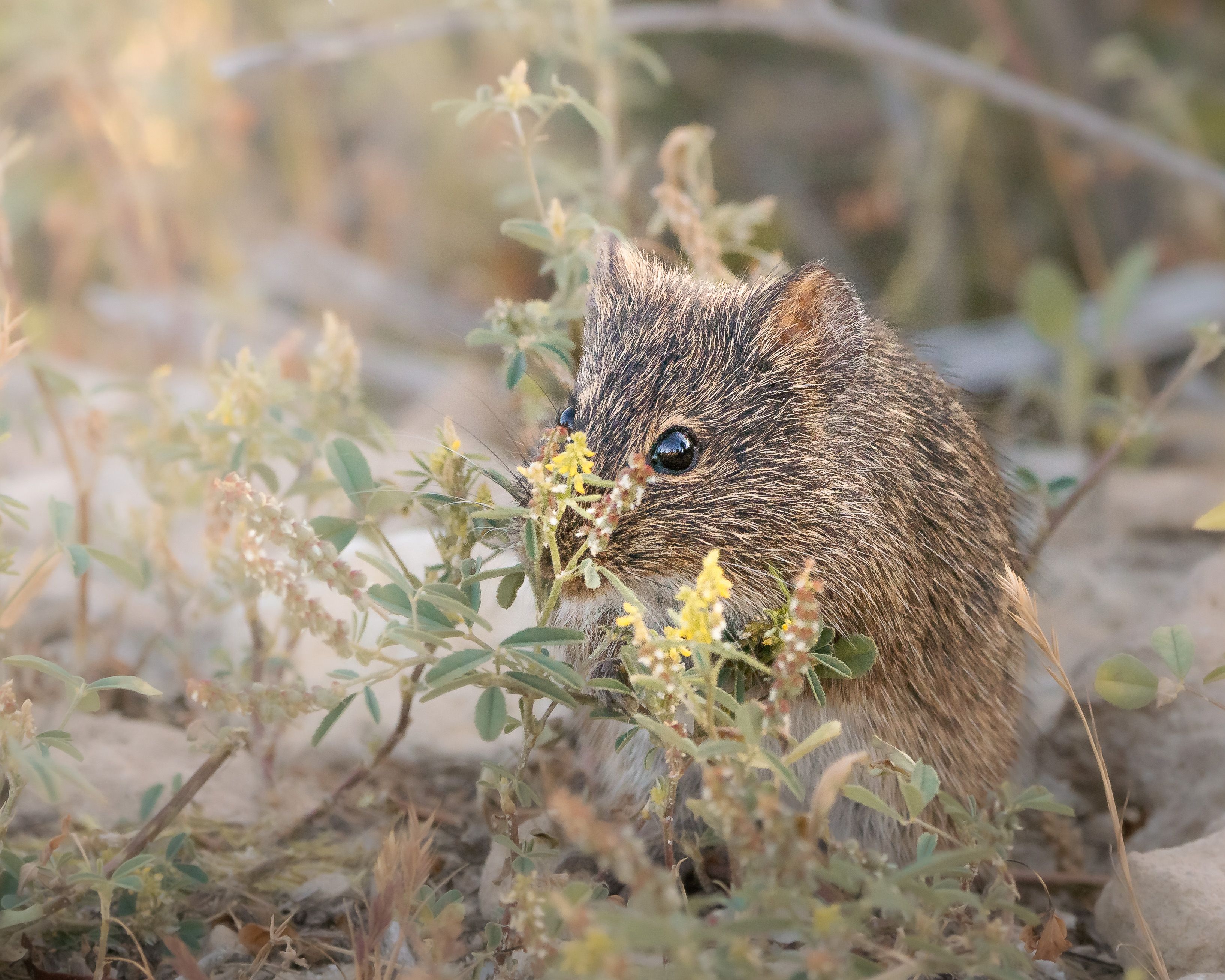 Chinchilla comiendo y explorando — imagen de chinchilla