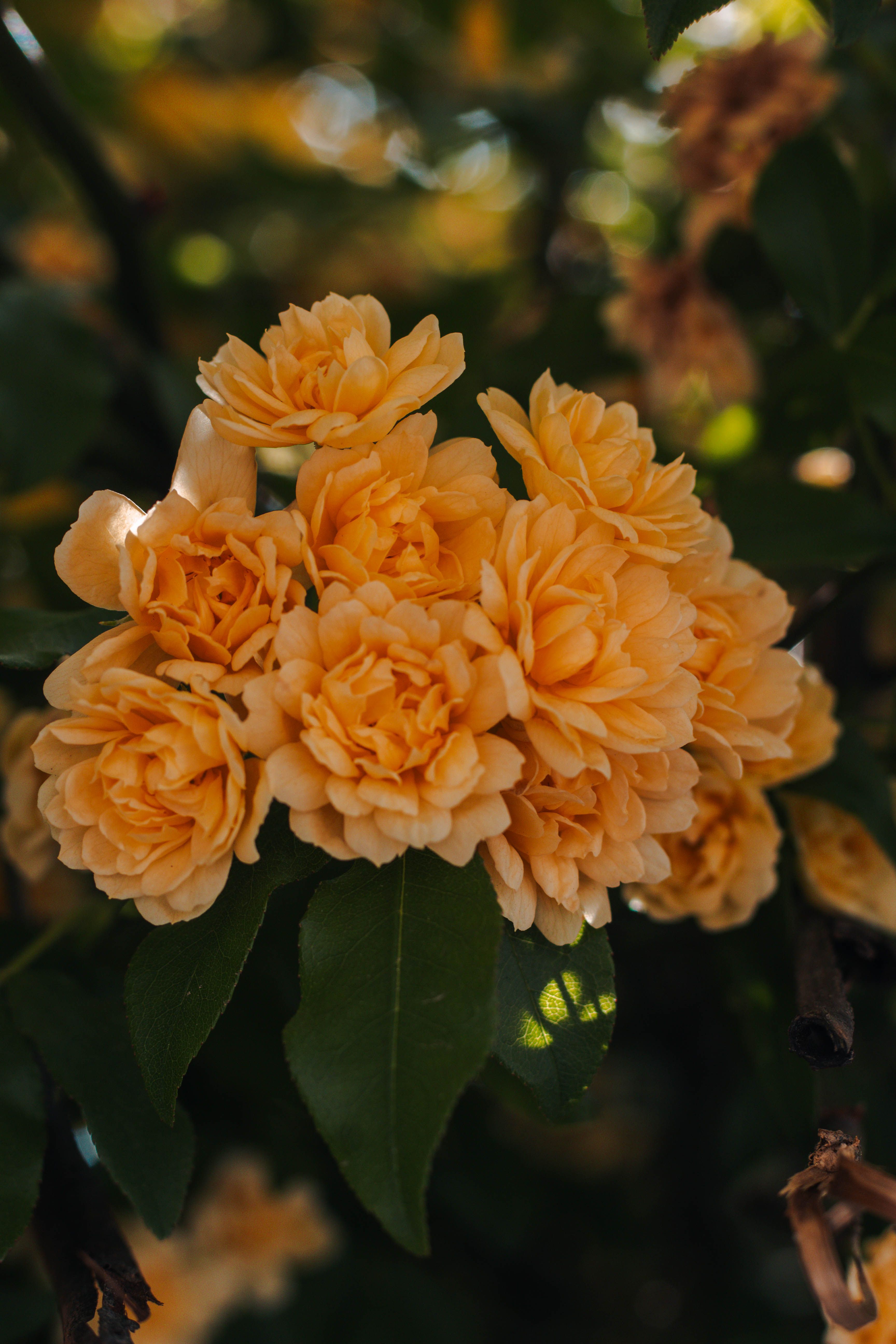 Beautiful Close-up of Apricot Roses in Bloom · Free Stock Photo