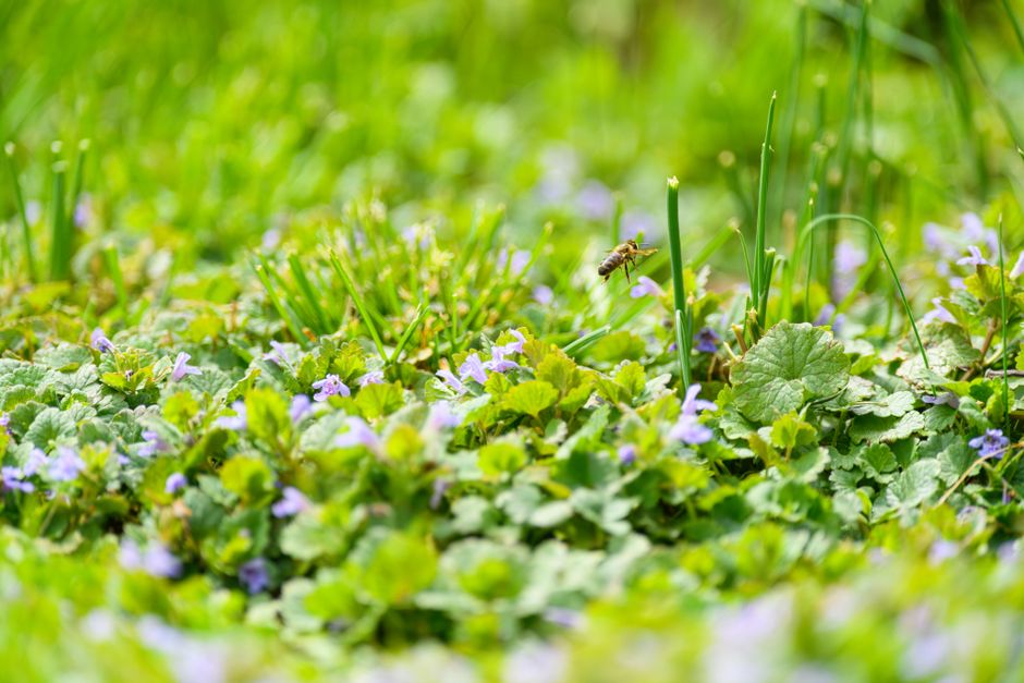 Best herbicide for Creeping Charlie that actually works — cover media