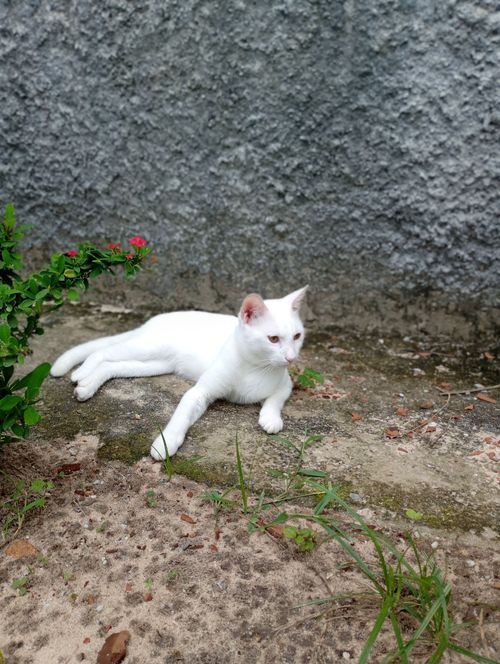 Free White cat lounging on a garden path beside a textured wall. Stock Photo