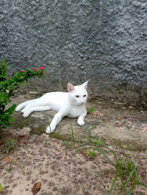Free A serene white cat lies on a concrete surface by vibrant green plants. Stock Photo