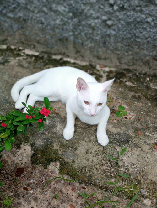Free A serene white cat lounging on a cement path next to vibrant green leaves and red flowers. Stock Photo