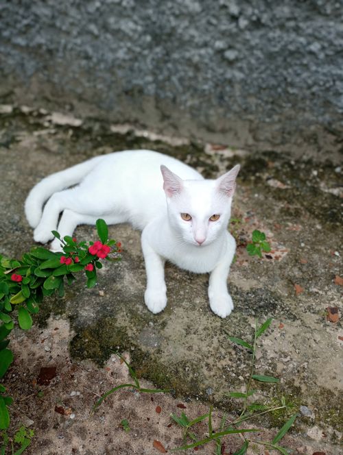 Free White cat lounging on concrete with small red flowers nearby. Calm and serene outdoor setting. Stock Photo