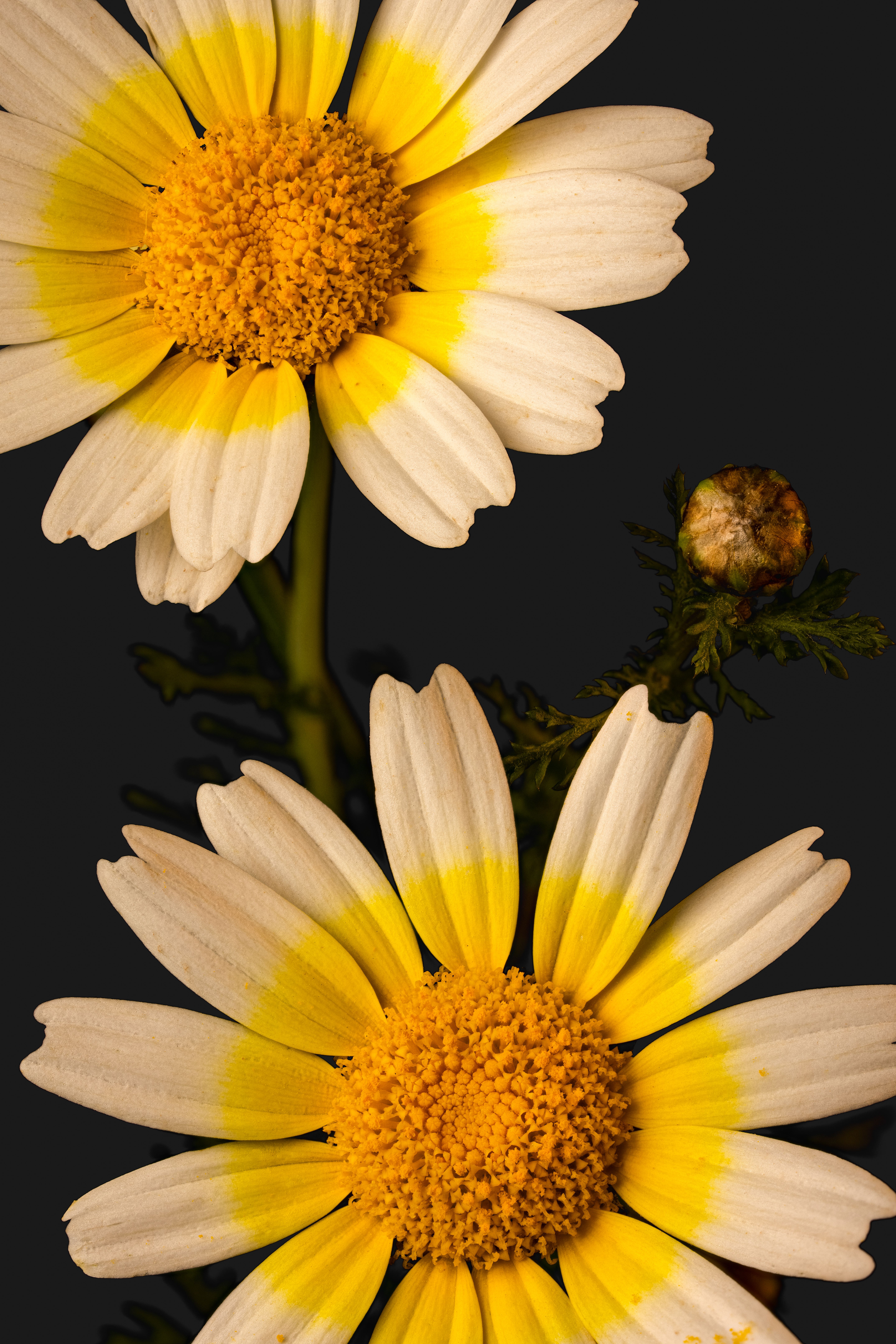 Close-up of Colorful Wildflowers on Dark Background · Free Stock Photo