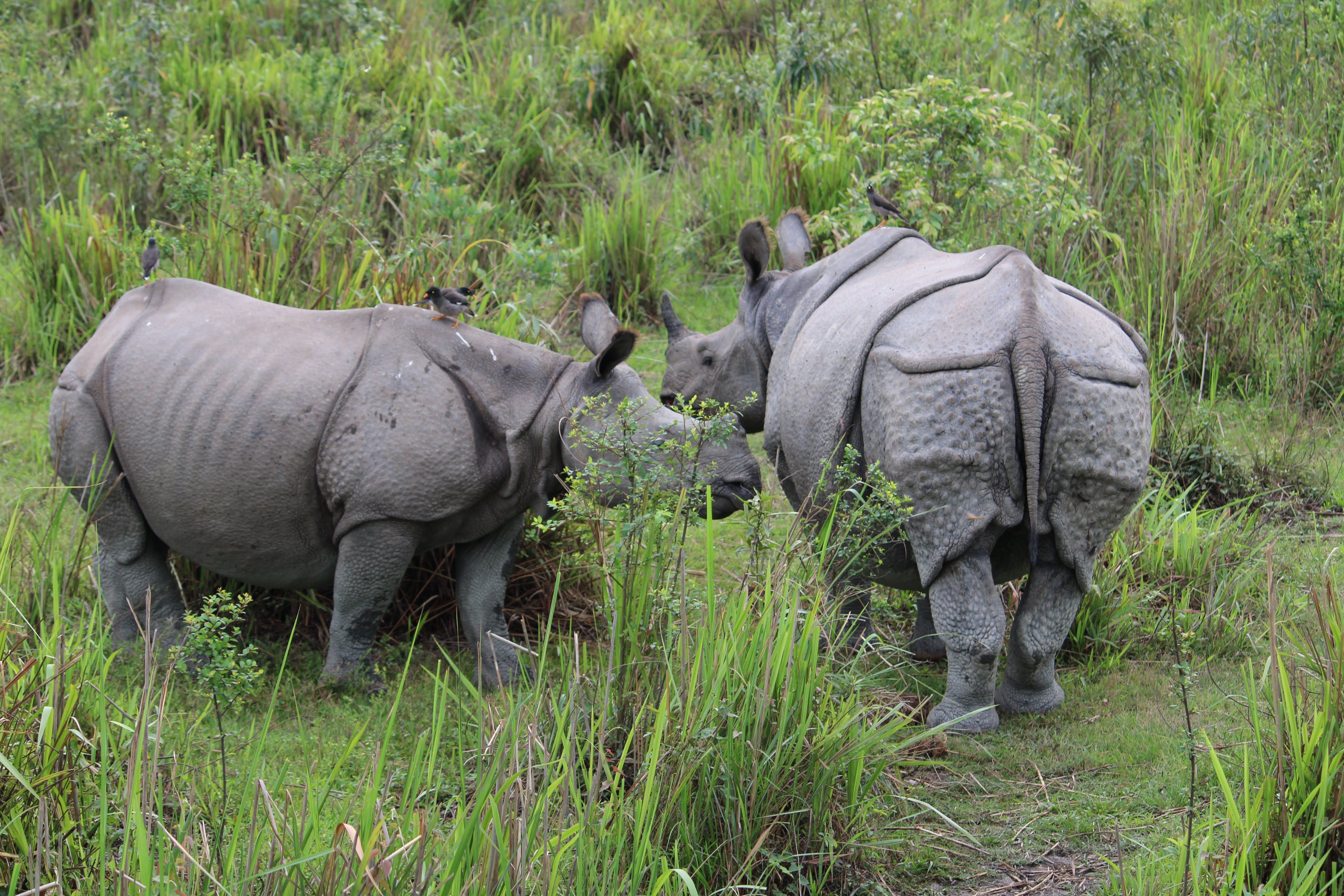 One-horned rhinoceroses grazing in Kaziranga National Park, Assam