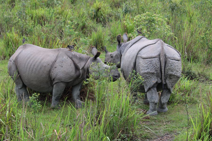 Kaziranga National Park photo 5