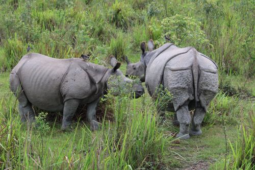 Chitwan National Park rhinoceros Nepal jungle