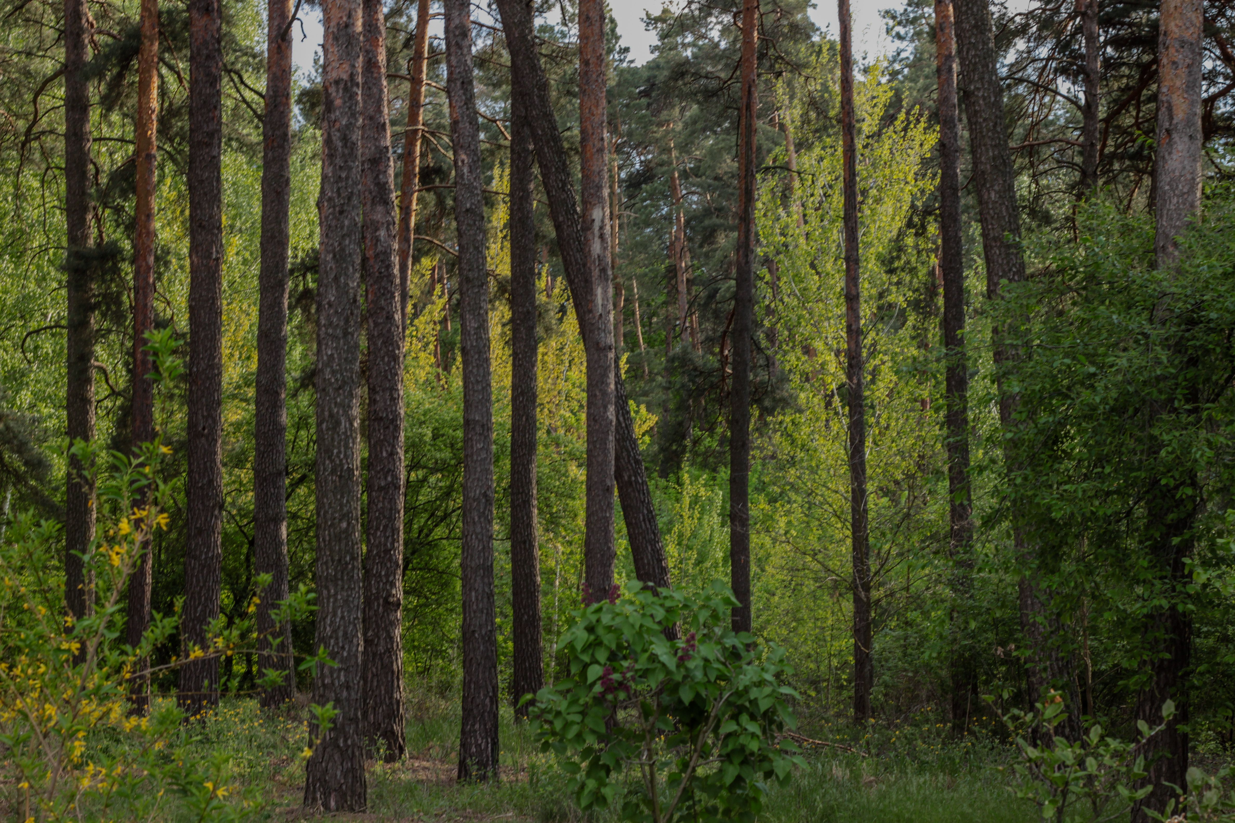 Tranquil forest scene with tall pine trees and lush greenery in Kyiv Region, Ukraine.