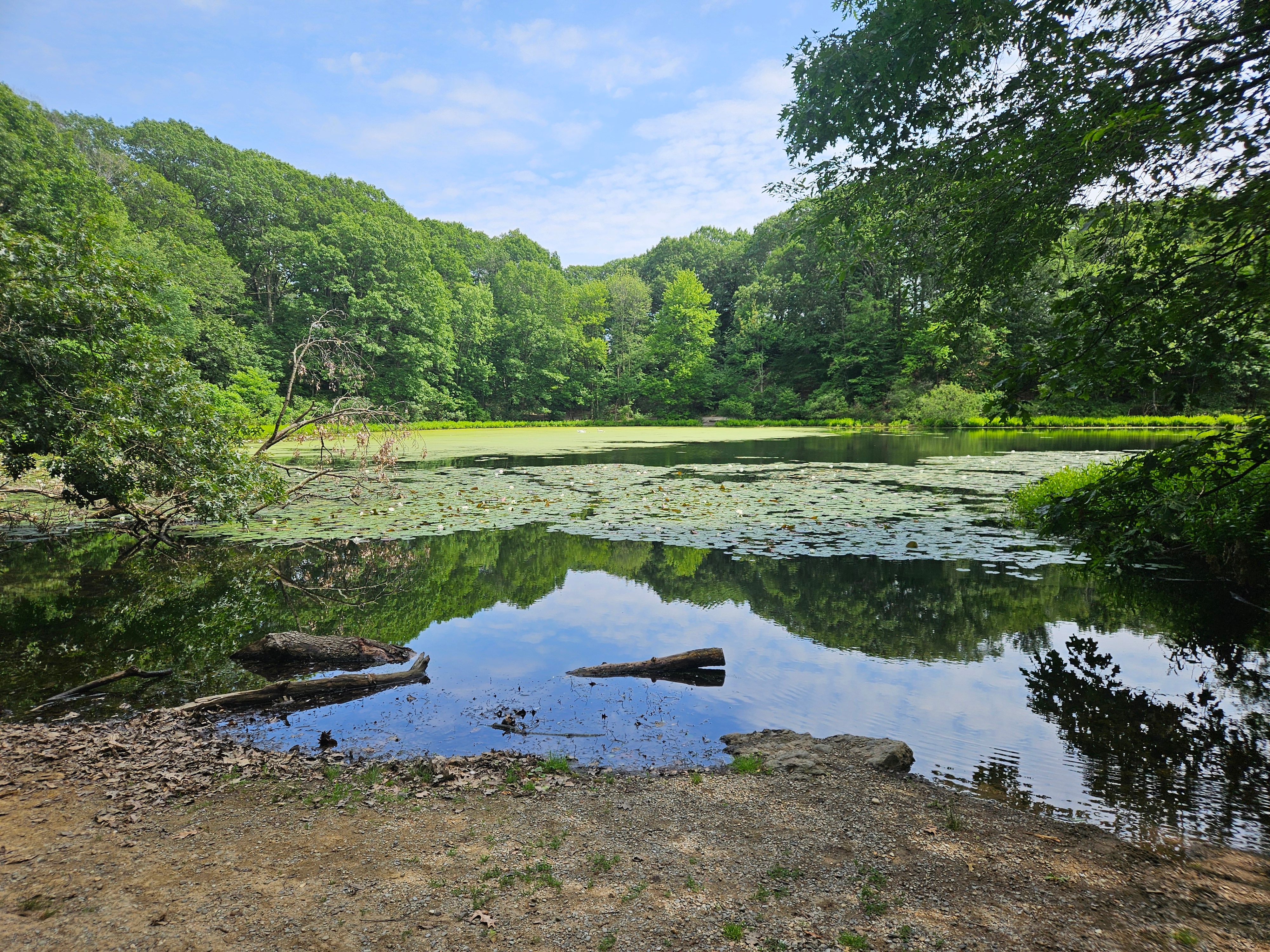 Tranquil Pond Scene in Boston Forest · Free Stock Photo
