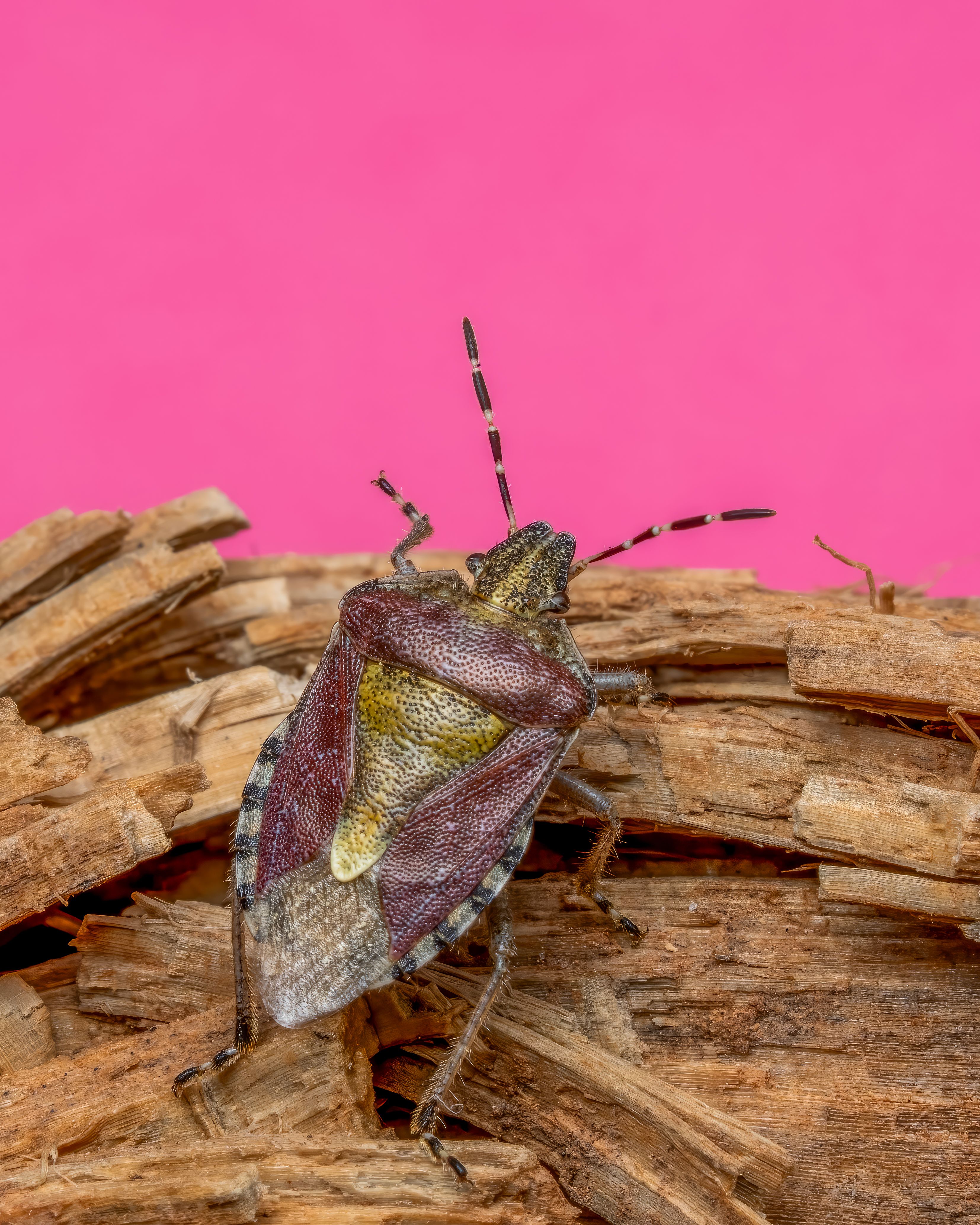 Close-up of a stink bug on a wooden surface with a vibrant pink background, showcasing vivid texture and detail.