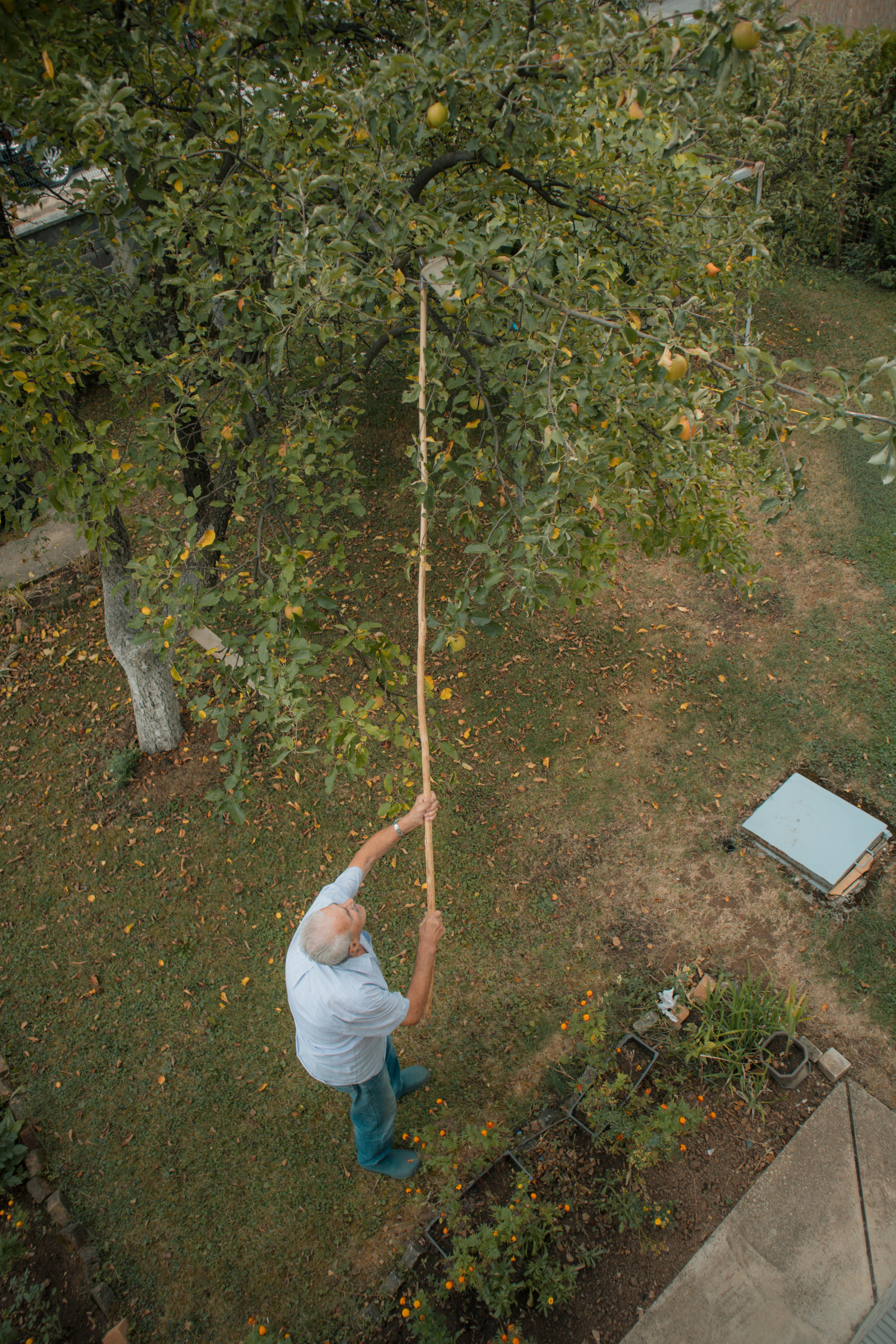 An elderly man uses a long stick to harvest apples from a tall tree in a garden.