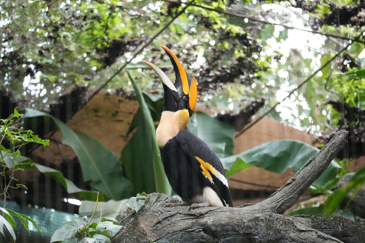 Great Hornbill