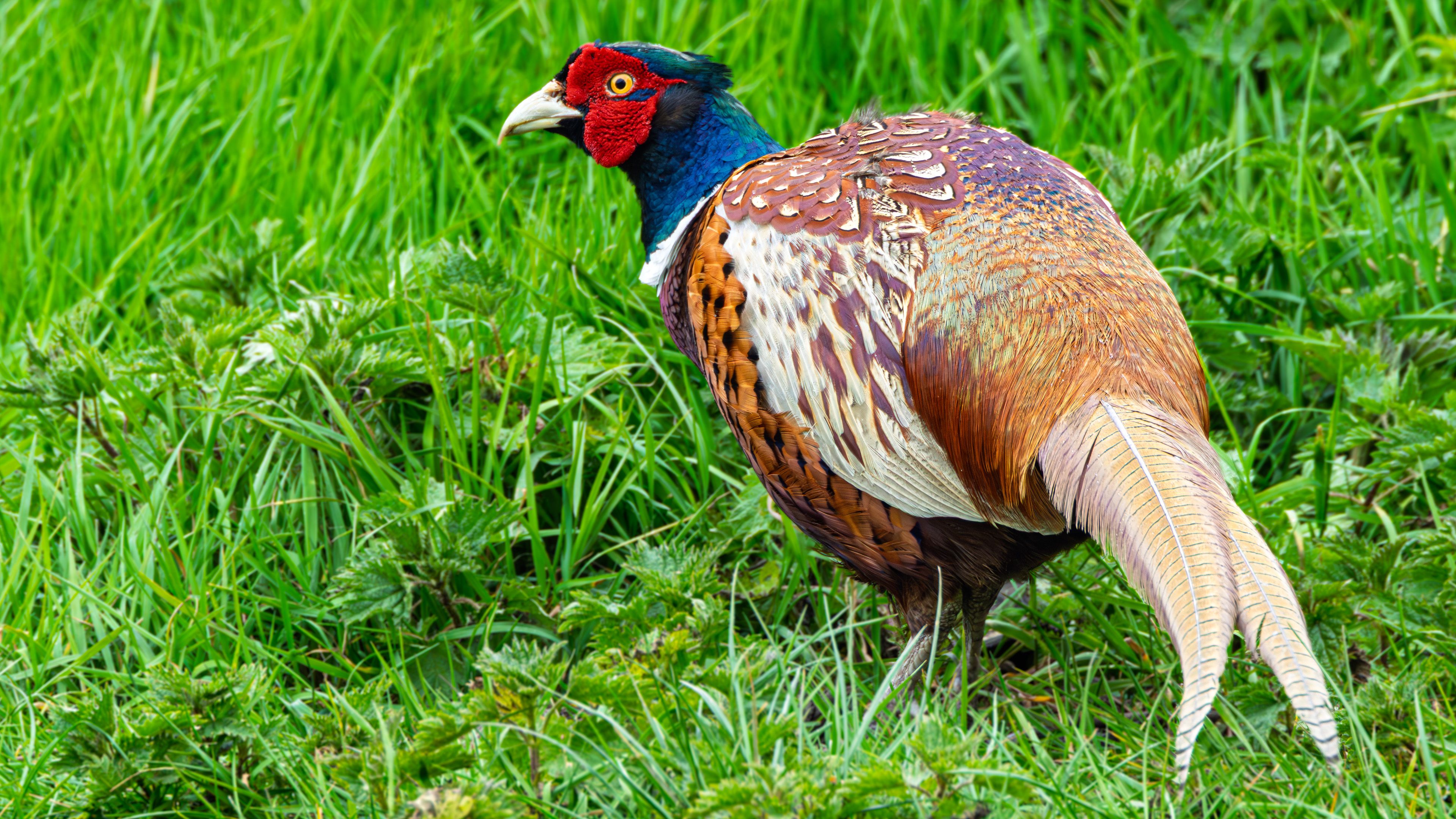 Vibrant Pheasant in Lush Greenery of Middleton Lakes · Free Stock Photo