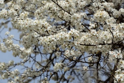 Close-up of cherry blossoms on tree branches in full bloom during springtime, showcasing nature's beauty.