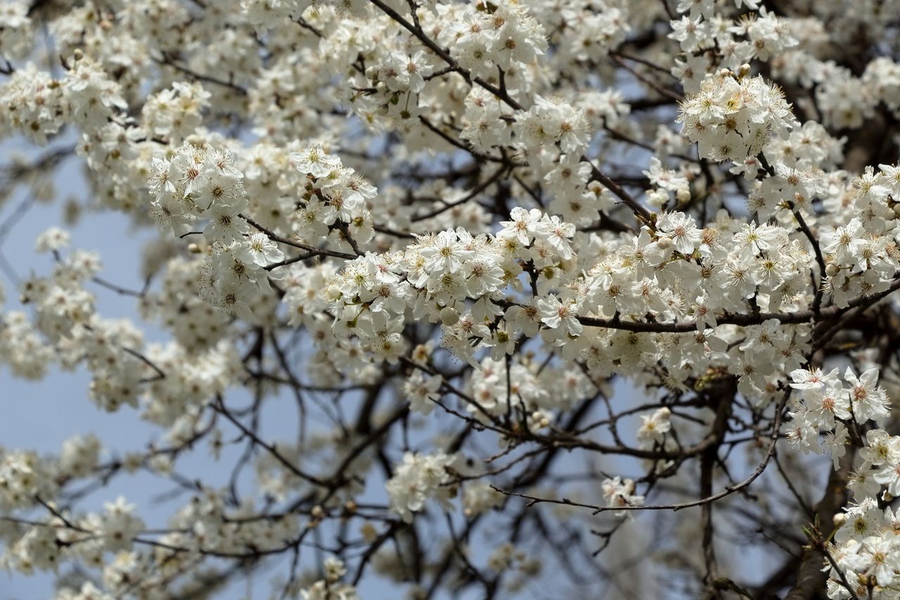 close up of cherry blossoms on tree branches in full bloom during spri