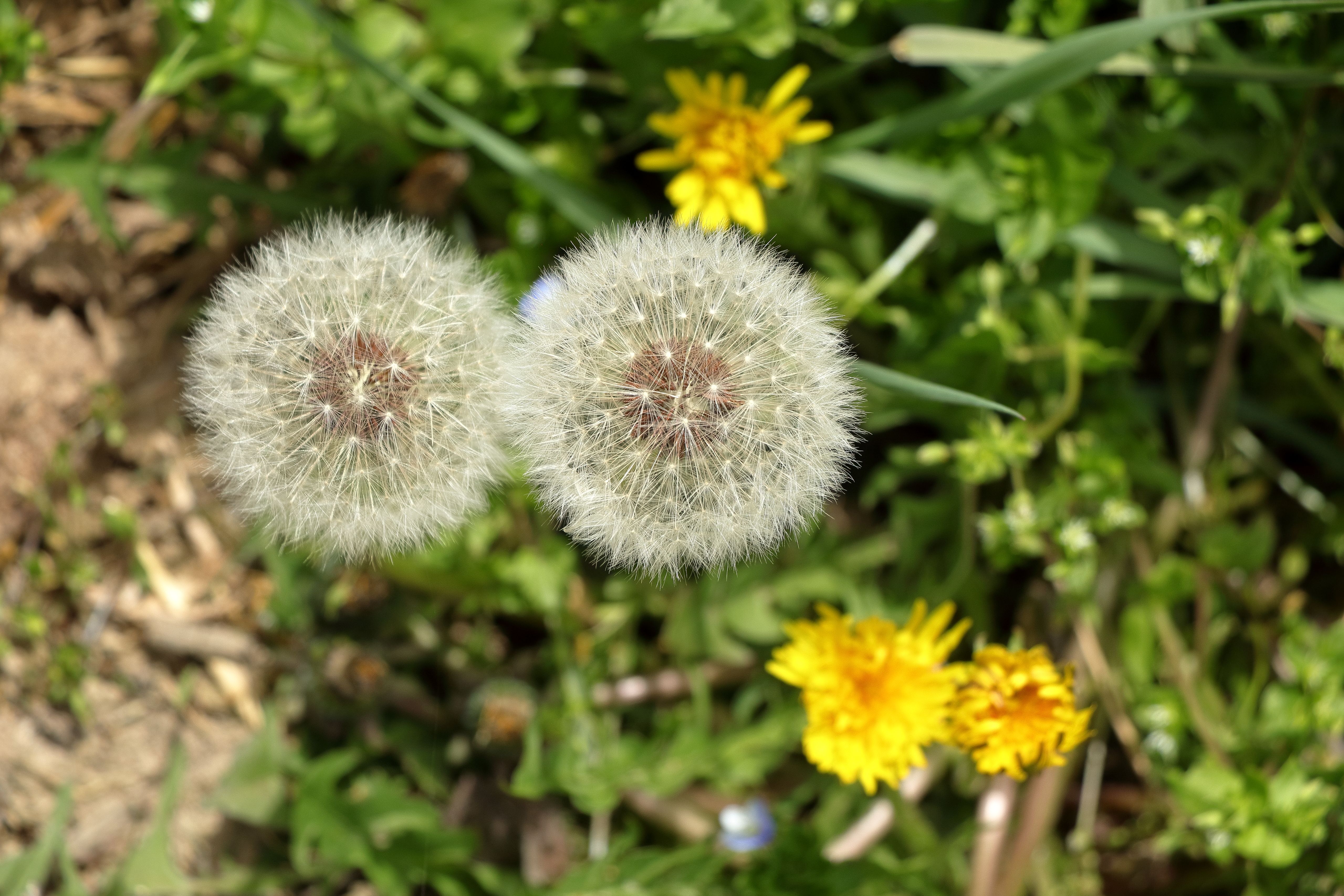 Dandelion Natural Herb