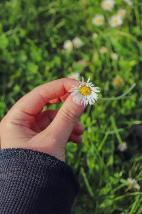 Free Close-up of a hand holding a daisy flower against a green meadow backdrop. Stock Photo