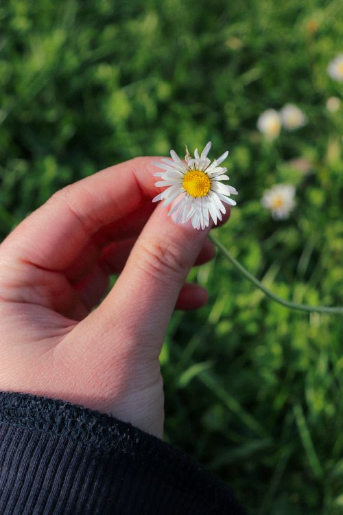 Free Close-up of a hand holding a single daisy flower with green grass in the background. Stock Photo