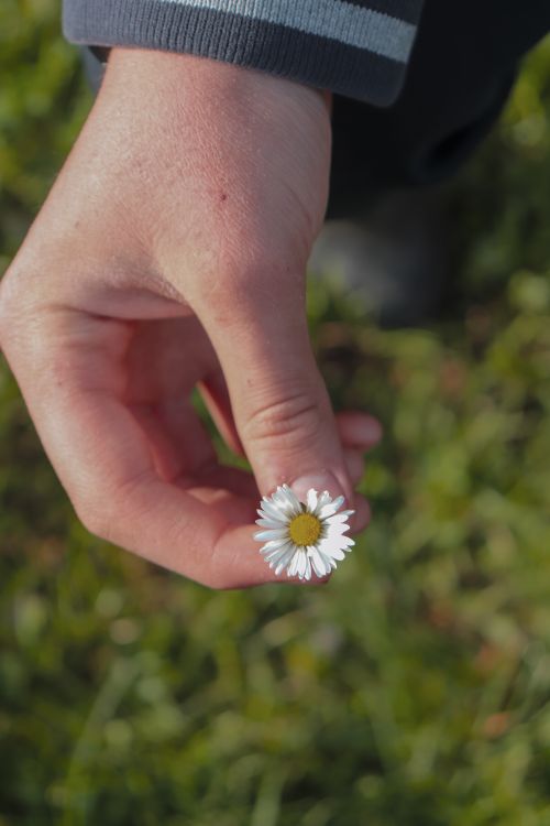 Free A hand gently holding a small daisy flower against a grassy background outdoors. Stock Photo