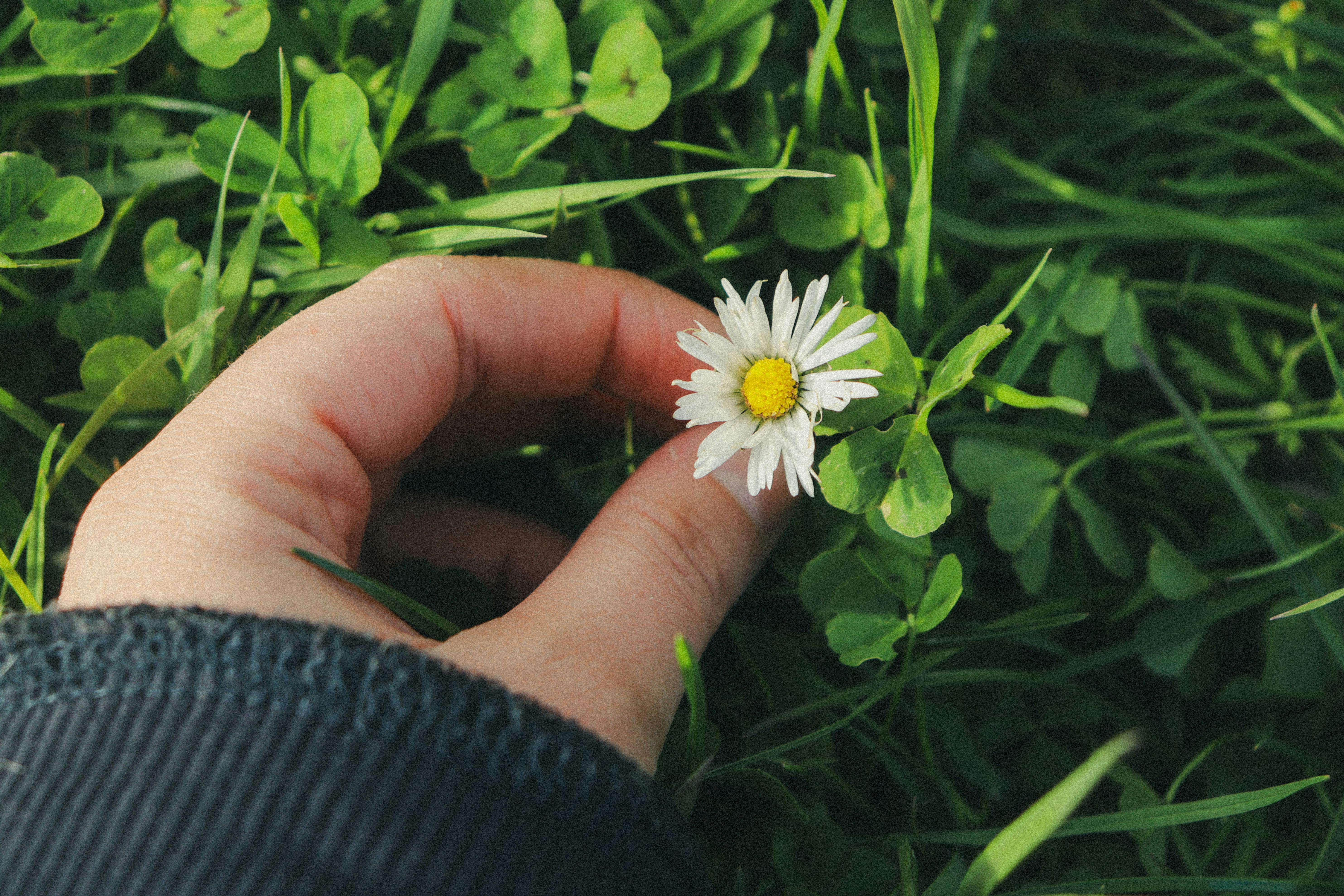 Hand gently holding a clump of microgreens while cutting above the soil line - microgreen harvesting tips home