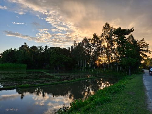 Free Peaceful rural landscape with rice paddies and trees at sunset, reflecting in calm water. Stock Photo