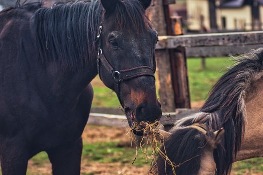 Two horses enjoying fresh hay in a rustic outdoor setting, showcasing animal behavior.