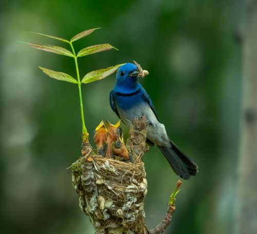 Free A Black-naped Monarch feeding its chicks in a nest, highlighting nature's nurturing moments. Stock Photo
