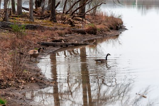 Tranquil riverside with Canadian geese and bare trees in early spring.