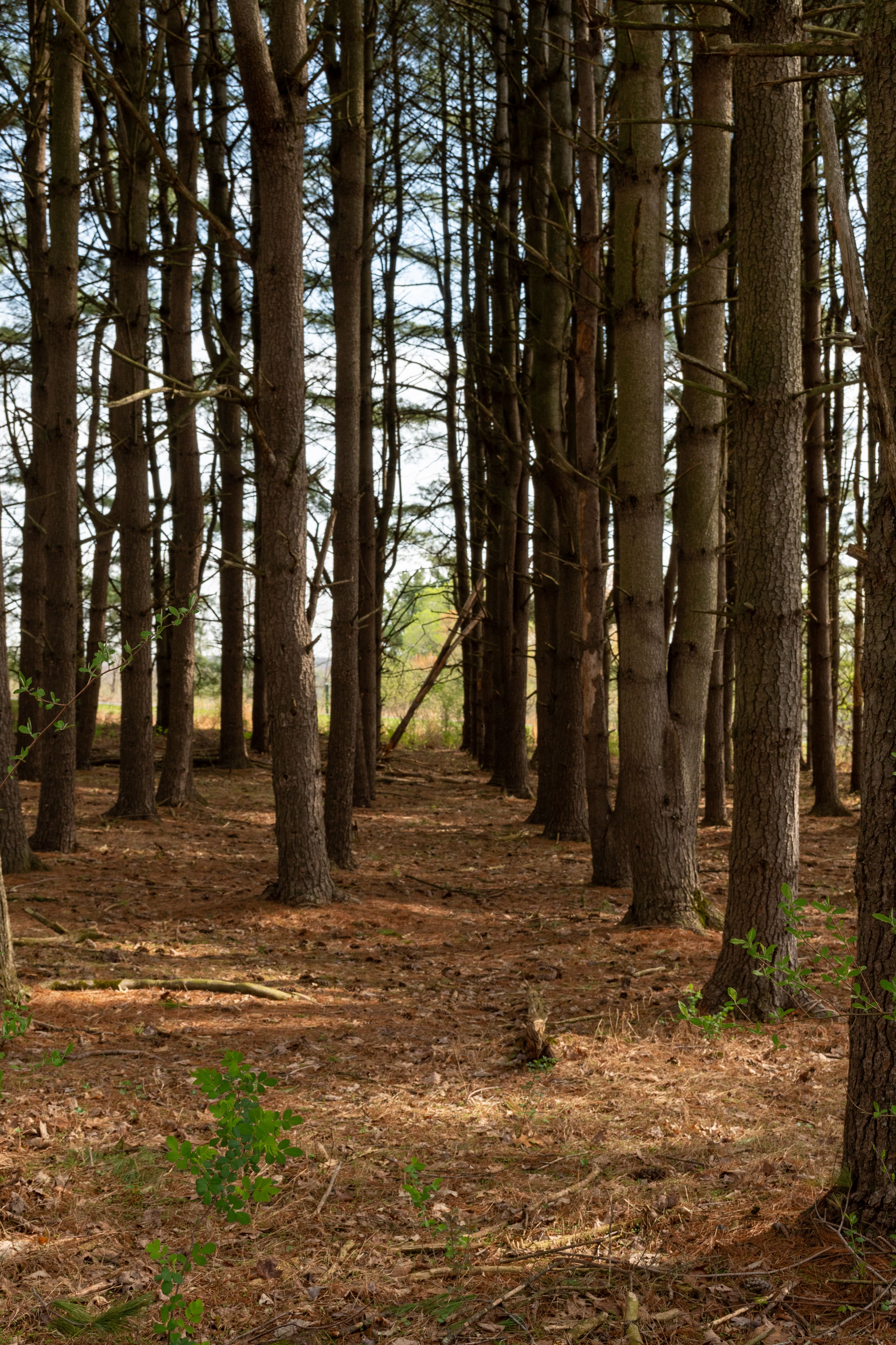 Serene Pathway Through Pine Forest · Free Stock Photo