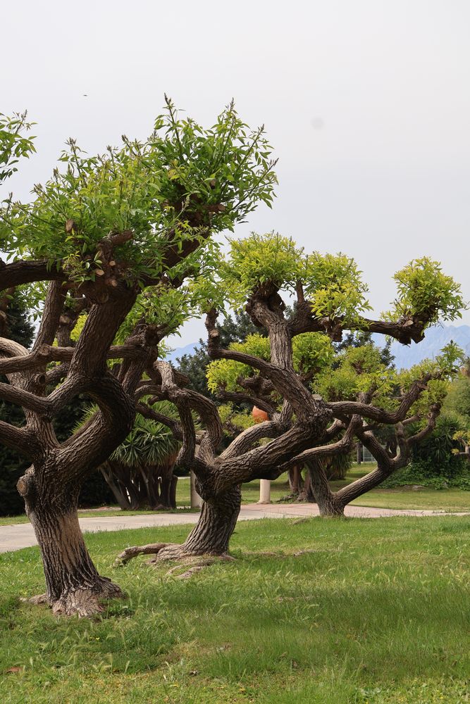 Crazy Trees Photos, Download The BEST Free Crazy Trees Stock Photos ...