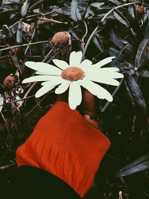 Free stock photo of flower, hand with flower, orange