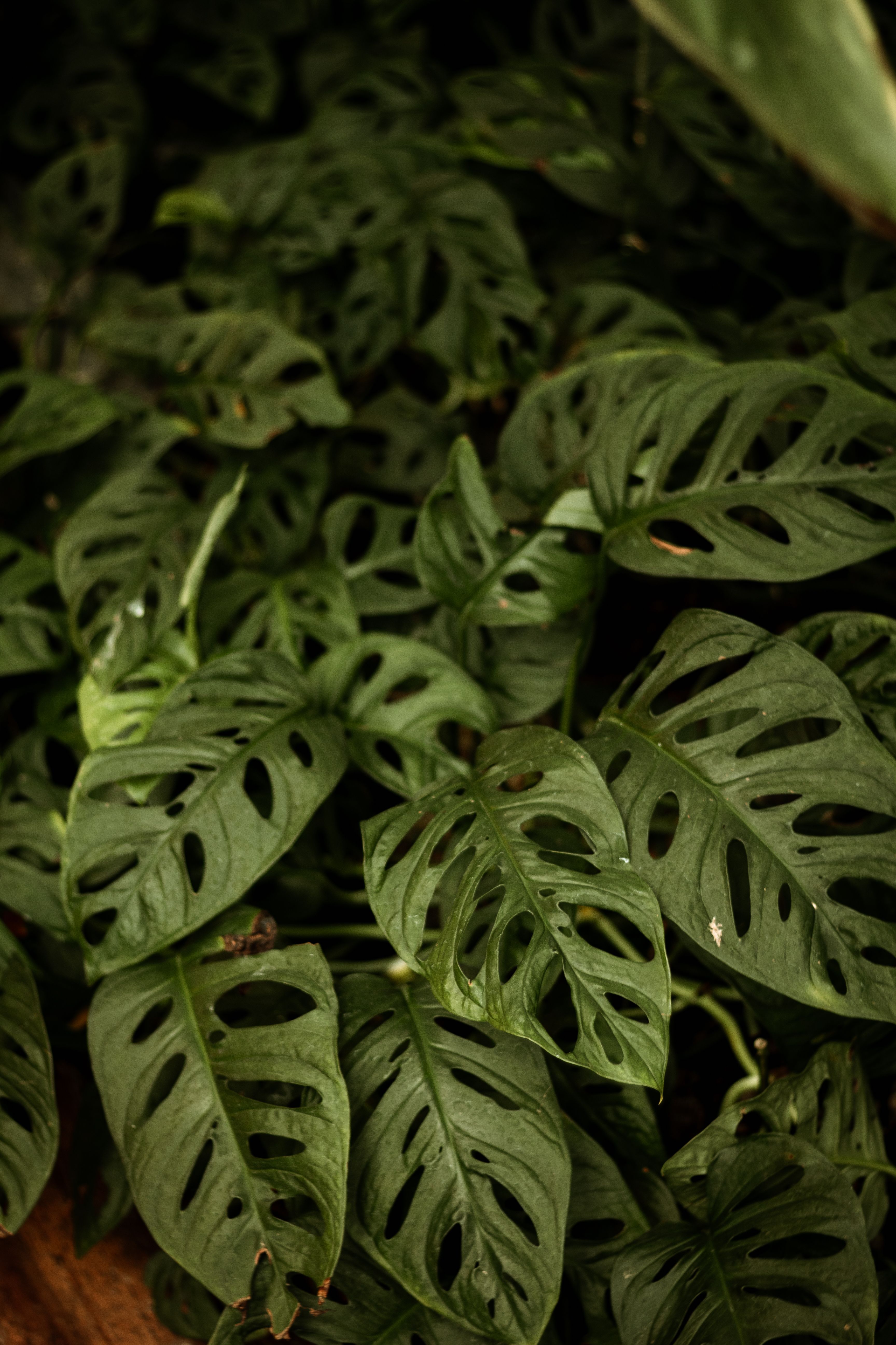 Monstera-Adansonii