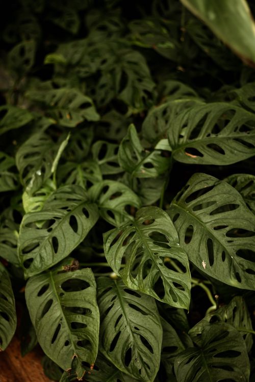 Free Close-up of lush green Monstera leaves showcasing their natural fenestrations. Stock Photo