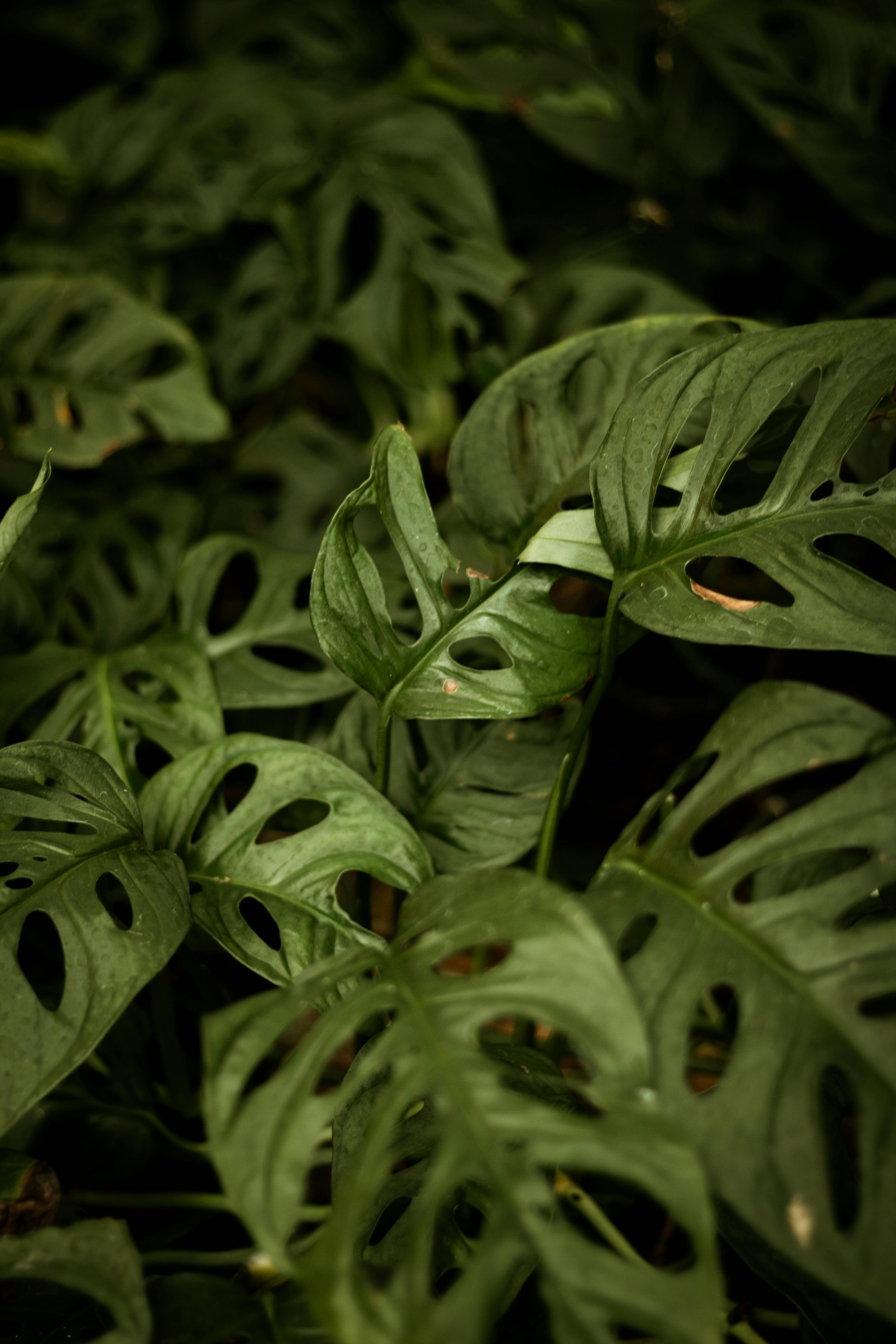 Close-up of green Monstera leaves with distinctive holes, creating a jungle-like atmosphere.