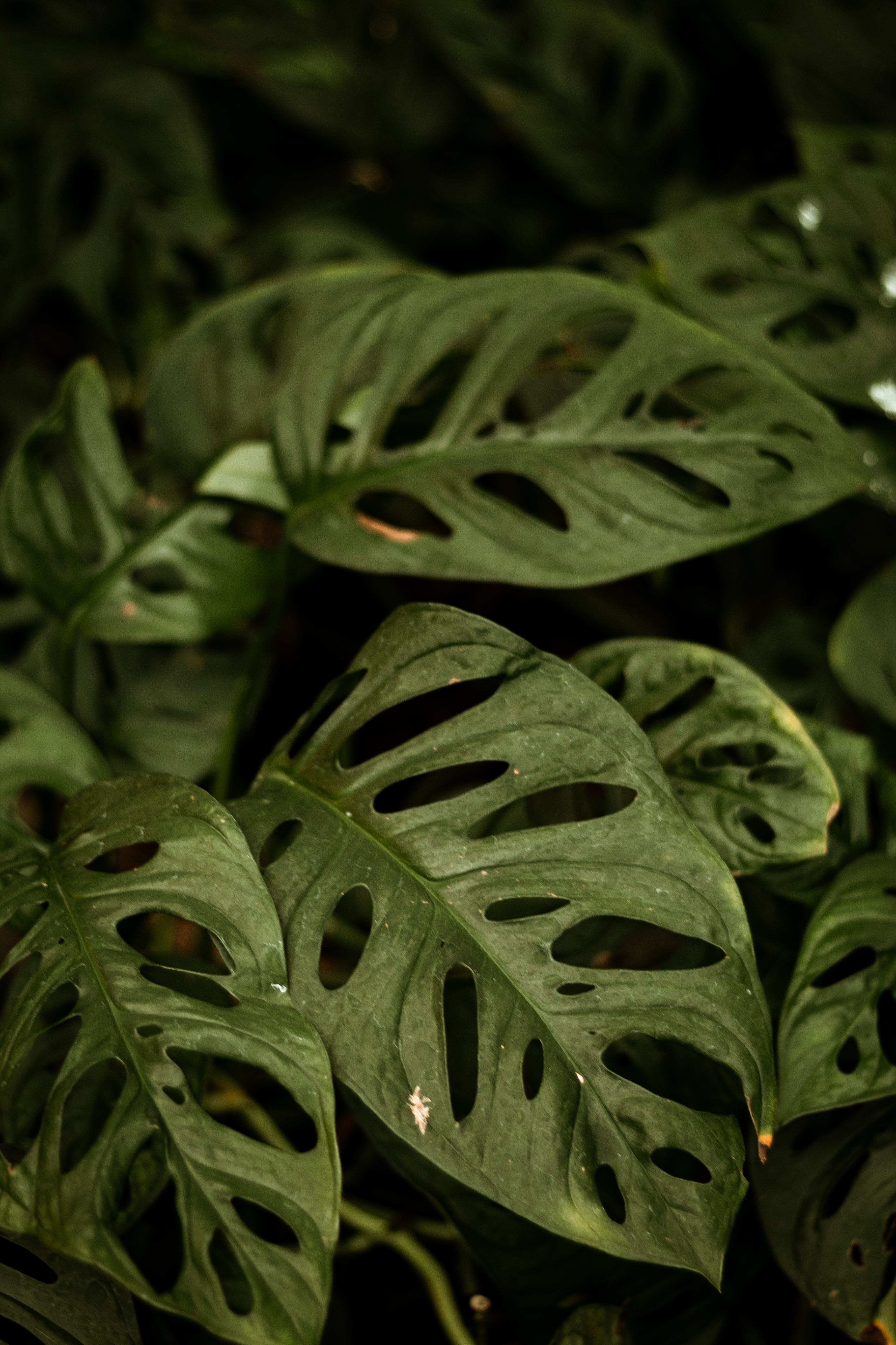 monstera standleyana philodendron cobra Philodendron Cobra Variegata aka Monstera Standleyana – Gipsygarden