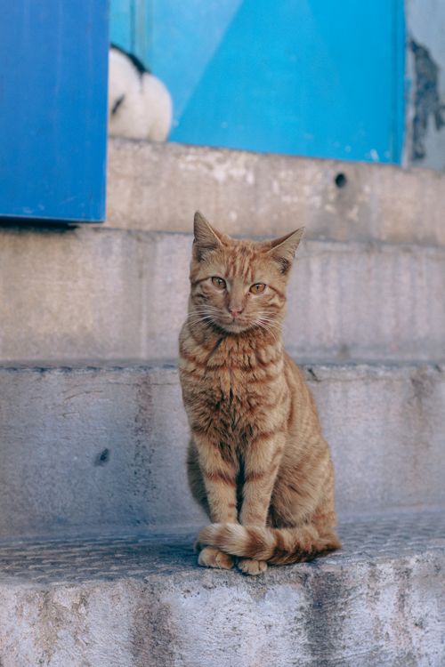 Free Charming ginger cat sitting on stone steps with a blue door in Antalya, Türkiye. Stock Photo