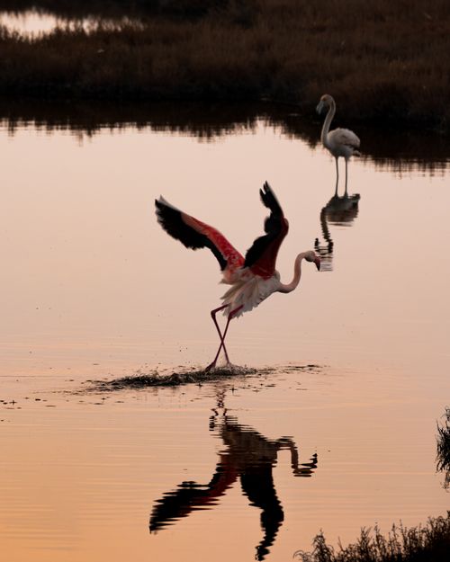 Free Beautiful flamingos wading at sunset in İzmir wetlands, perfect reflection photography. Stock Photo
