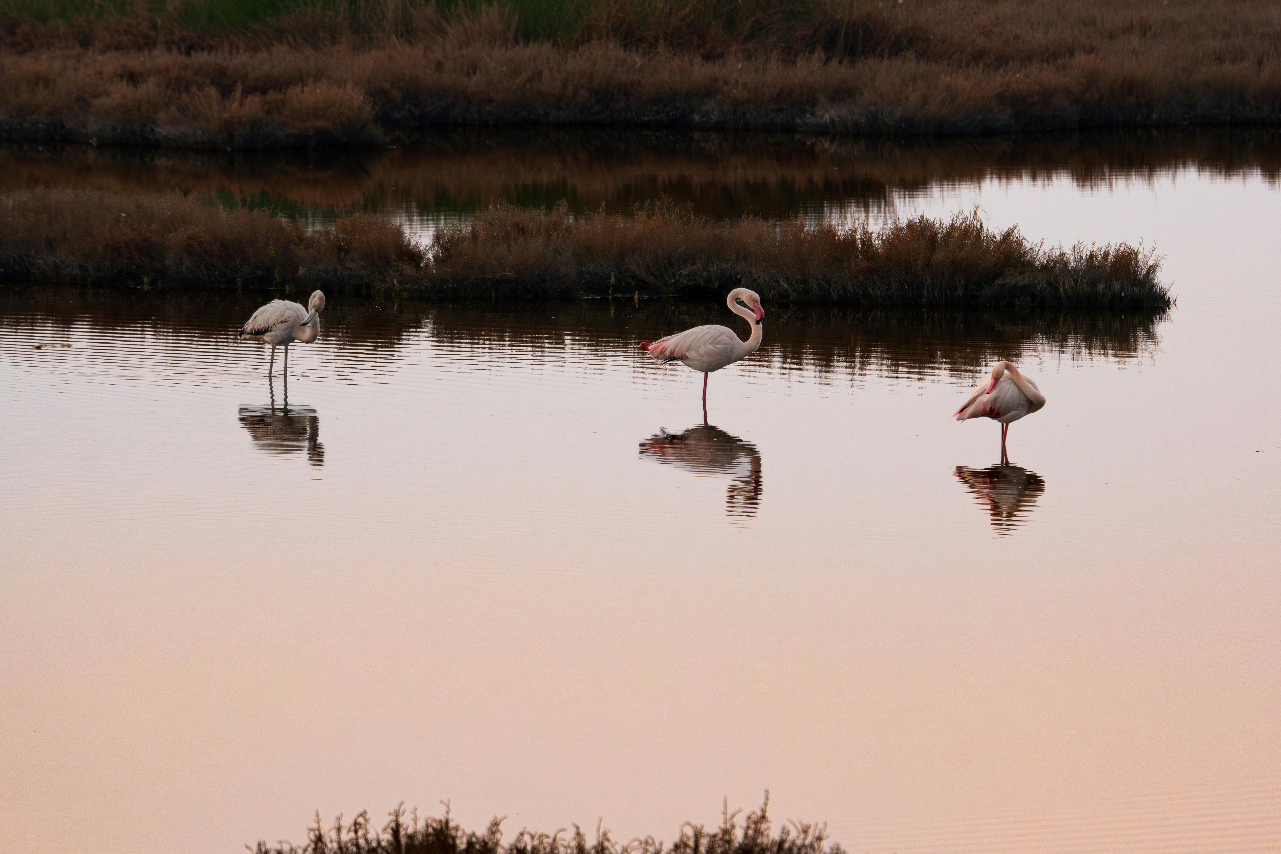 Oualidia Lagoon — flamingos